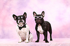 French Bulldogs