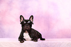 lying French Bulldog