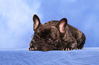 lying French Bulldog