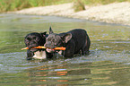 playing French Bulldogs