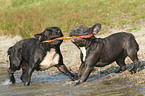 playing French Bulldogs