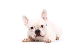 lying French Bulldog