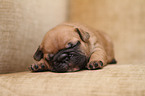 French Bulldog Puppy