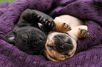 French Bulldog Puppies