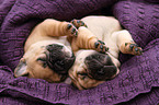 French Bulldog Puppies