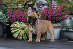 French Bulldog Puppy
