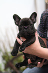 French Bulldog Puppy