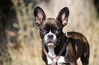 French Bulldog Portrait