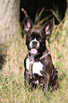 sitting French Bulldog