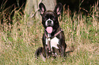 sitting French Bulldog