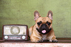 lying French Bulldog