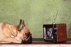 lying French Bulldog