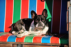 lying French Bulldog