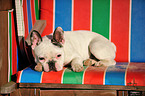 lying French Bulldog