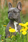 sitting French Bulldog