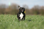 running French Bulldog