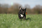 running French Bulldog