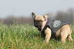 French Bulldog Puppy