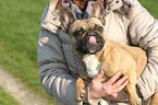 carrying a French Bulldog