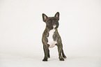 standing French Bulldog