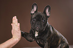French Bulldog gives paw