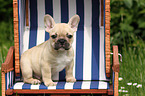 French Bulldog Puppy