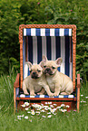 French Bulldog Puppies