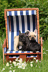French Bulldog Puppies