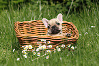 French Bulldog Puppy