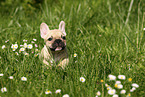French Bulldog Puppy