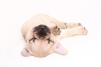 French Bulldog Puppy