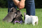 3 French Bulldog Puppies