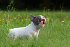 French Bulldog Puppy with flower