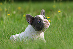 snuffling French Bulldog Puppy