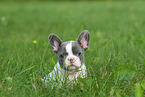 sitting French Bulldog Puppy