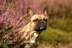 French Bulldog Portrait