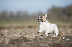 playing French Bulldog