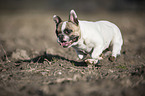 running French Bulldog