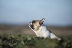 French Bulldog Portrait