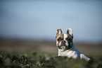 French Bulldog Portrait