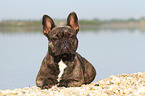 lying French Bulldog