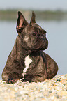 lying French Bulldog