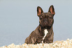 lying French Bulldog