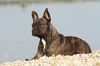 lying French Bulldog