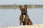 sitting French Bulldog