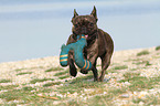 playing French Bulldog