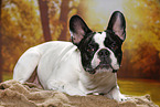 lying French Bulldog