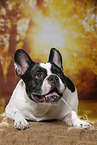 lying French Bulldog