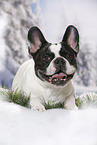 lying French Bulldog