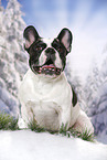 sitting French Bulldog
